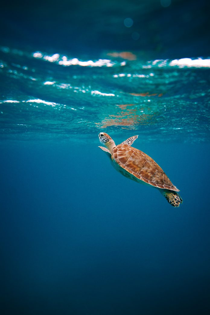 caretta caretta foto