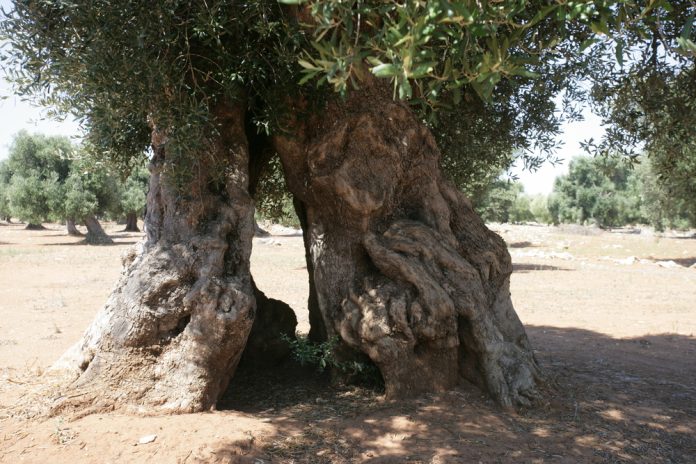 Serranova _ Natura _ Campagna _
