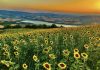 Carlantino (Fg) abbraccia la sua terra: torna la Festa degli Agricoltori