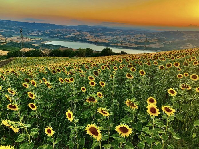 51839 Carlantino veduta lago Occhito girasoli